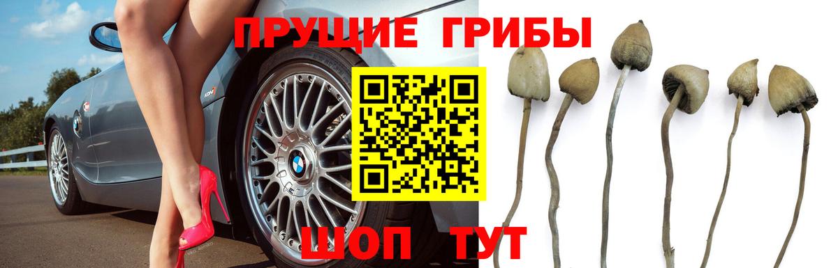 Псилоцибиновые грибы Psilocybine cubensis Кунгур